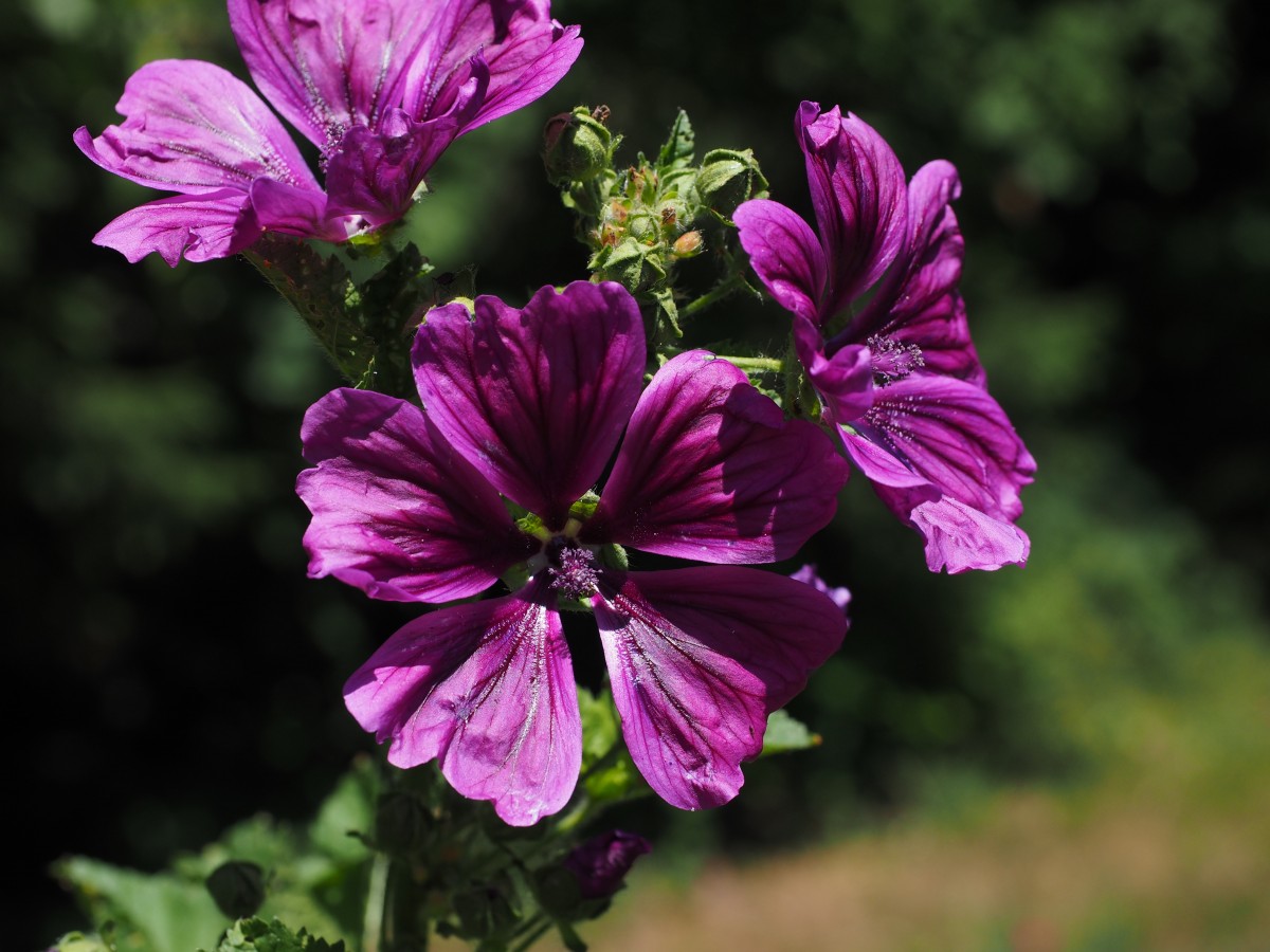 malva sylvestris