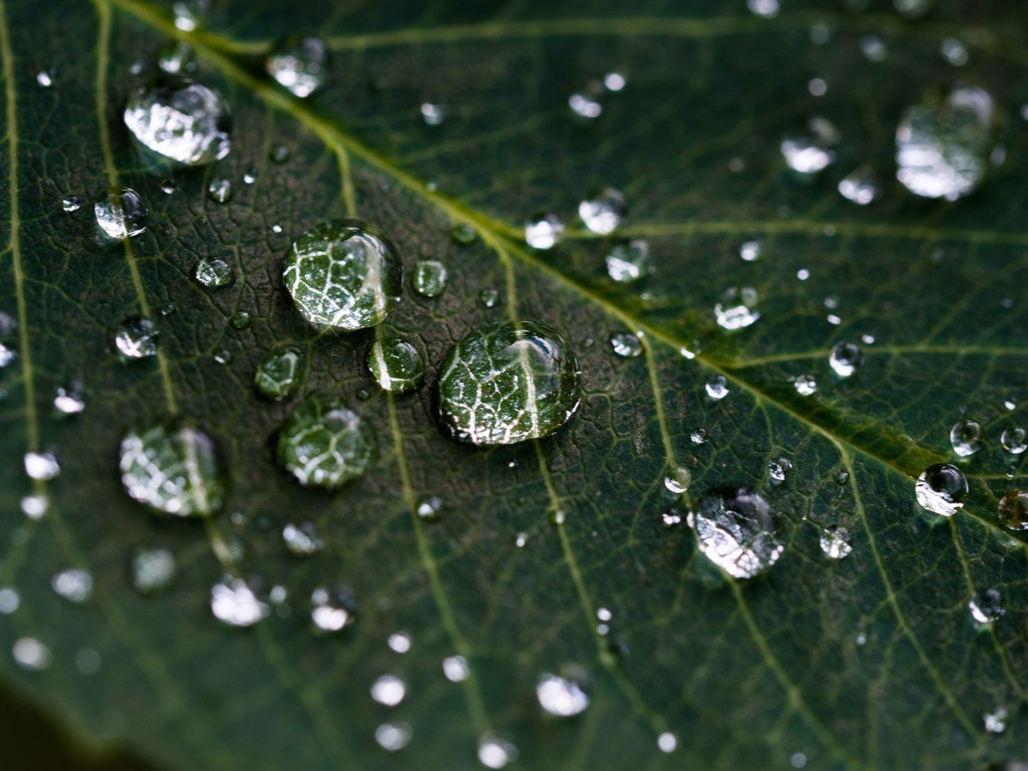 leaf water drop