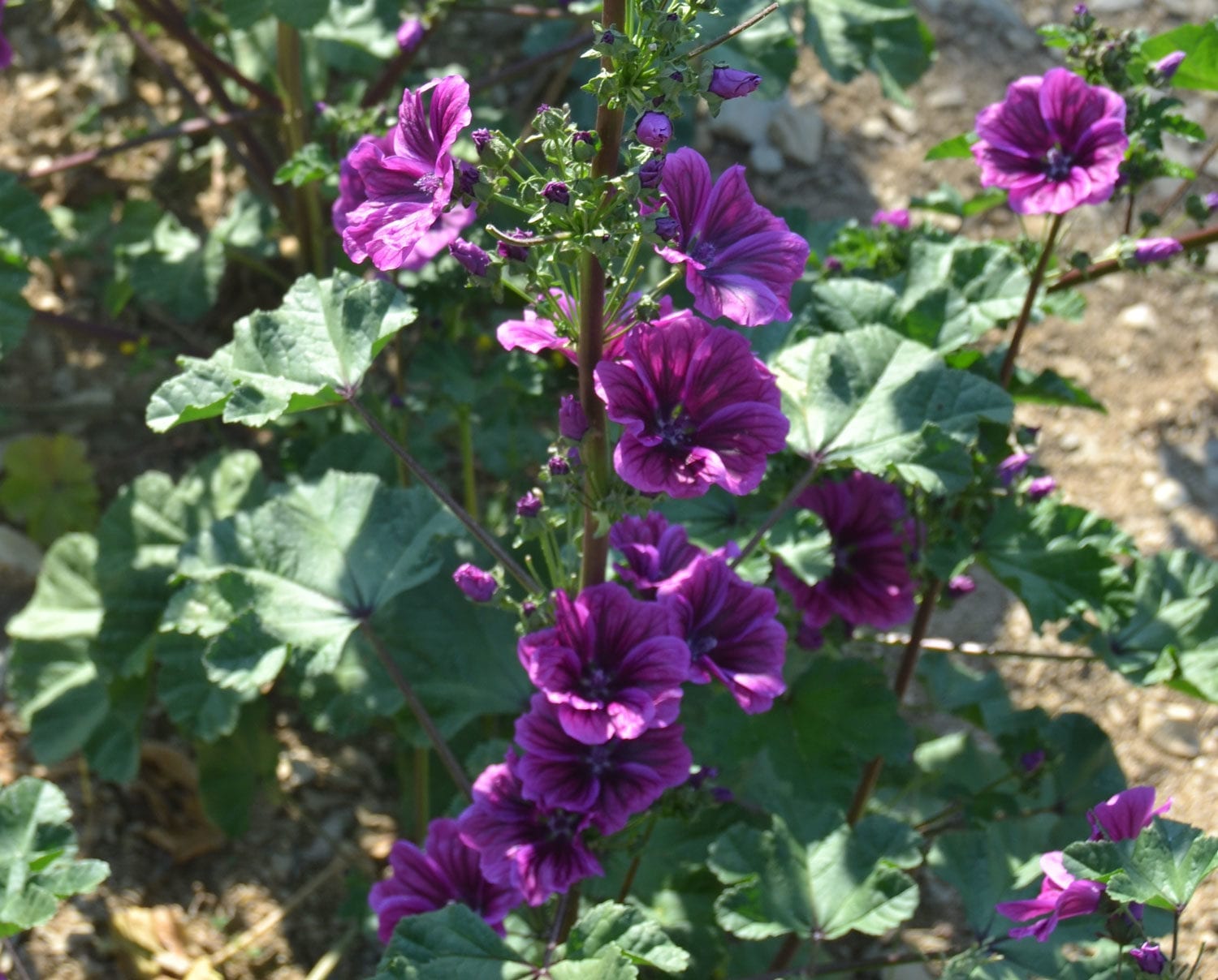 malva silvestris