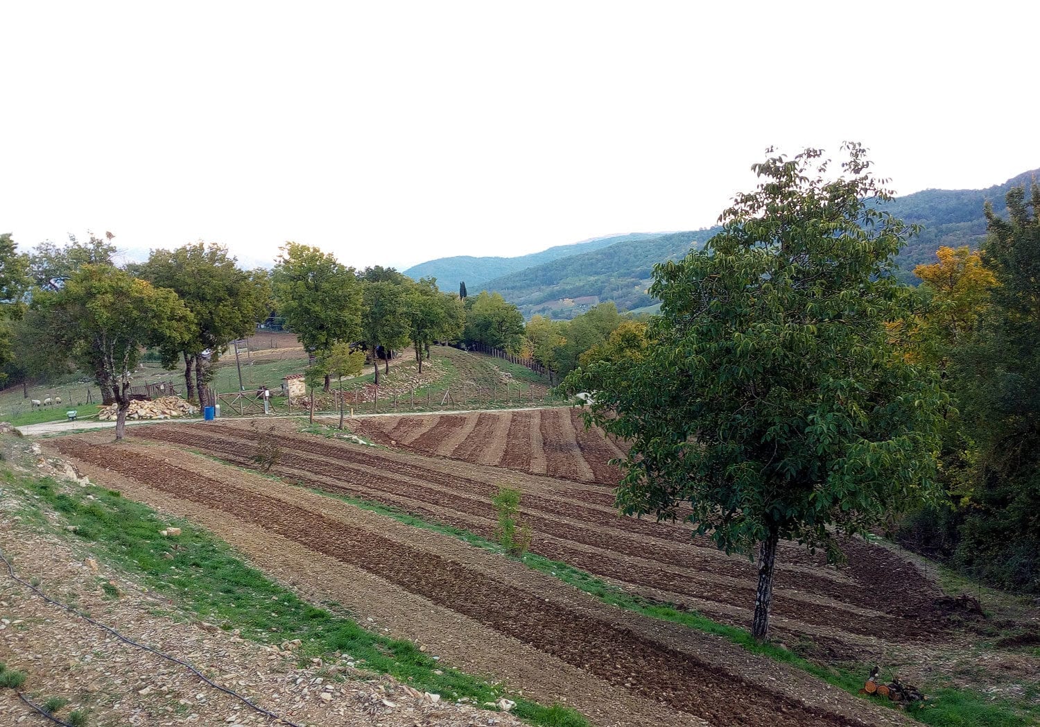 terreno coltivato