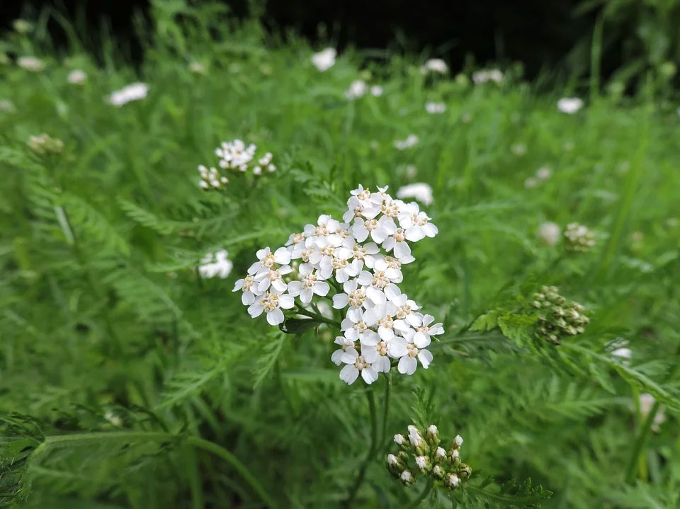 achillea 01