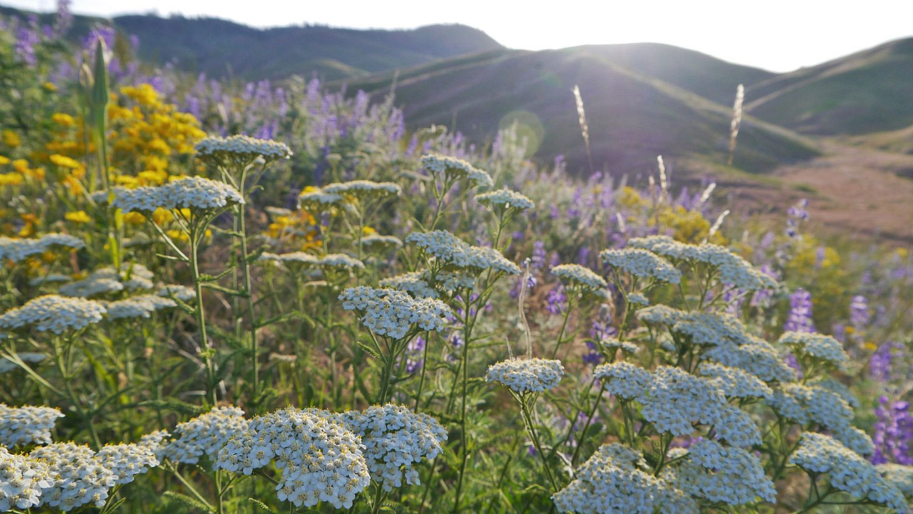 achillea